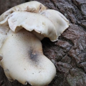 Omphalotus nidiformis at undefined - 13 May 2017 07:18 PM