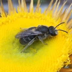 Lasioglossum (Chilalictus) lanarium (Halictid bee) at Dryandra St Woodland - 1 Nov 2015 by ibaird