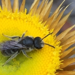 Lasioglossum (Chilalictus) lanarium at Acton, ACT - 1 Nov 2015 06:19 PM