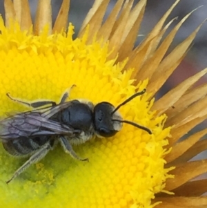 Lasioglossum (Chilalictus) lanarium at Acton, ACT - 1 Nov 2015 06:19 PM