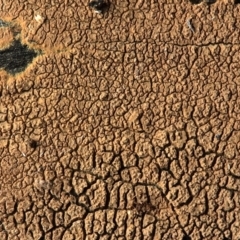 Xylodon australis at Goorooyarroo NR (ACT) - 15 Jun 2017