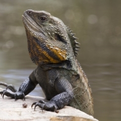 Intellagama lesueurii howittii (Gippsland Water Dragon) at Canberra Central, ACT - 25 Sep 2015 by AlisonMilton