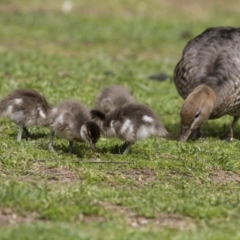 Chenonetta jubata (Australian Wood Duck) at Canberra Central, ACT - 25 Sep 2015 by AlisonMilton