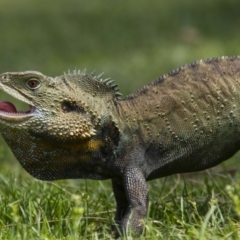 Intellagama lesueurii howittii (Gippsland Water Dragon) at ANBG - 25 Oct 2015 by AlisonMilton