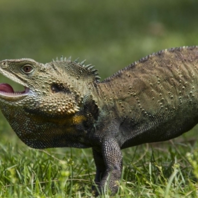 Intellagama lesueurii howittii (Gippsland Water Dragon) at Canberra Central, ACT - 25 Oct 2015 by AlisonMilton