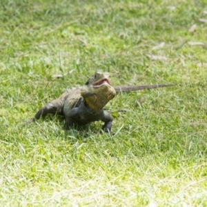 Intellagama lesueurii howittii at Canberra Central, ACT - 25 Oct 2015 01:02 PM