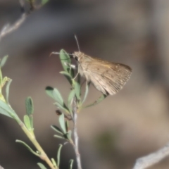 Trapezites phigalia (Heath Ochre) at O'Connor, ACT - 25 Oct 2015 by ibaird
