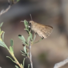 Trapezites phigalia (Heath Ochre) at Black Mountain - 24 Oct 2015 by ibaird