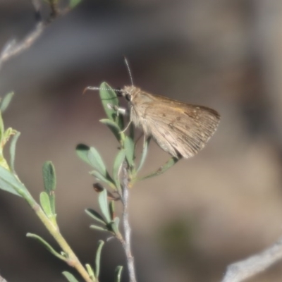 Trapezites phigalia (Heath Ochre) at O'Connor, ACT - 25 Oct 2015 by ibaird
