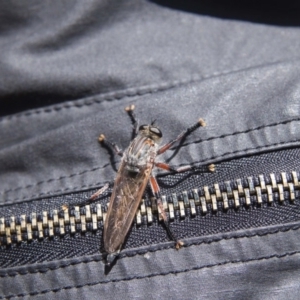 Neoaratus hercules at Acton, ACT - 22 Nov 2015 01:29 PM