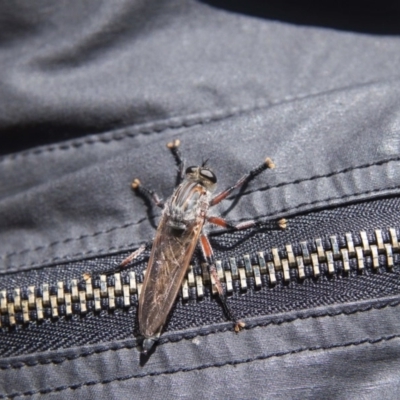 Neoaratus hercules (Herculean Robber Fly) at Acton, ACT - 22 Nov 2015 by Alison Milton