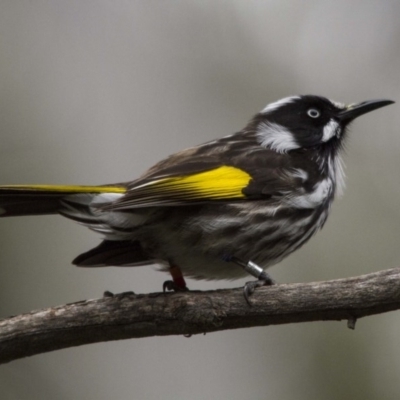 Phylidonyris novaehollandiae (New Holland Honeyeater) at Acton, ACT - 26 Aug 2016 by Alison Milton