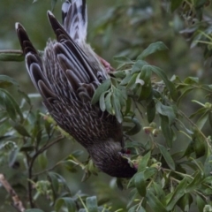 Anthochaera carunculata (Red Wattlebird) at Acton, ACT - 26 Aug 2016 by Alison Milton