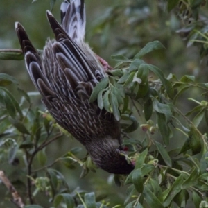 Anthochaera carunculata at Acton, ACT - 27 Aug 2016