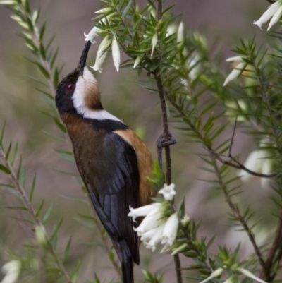 Acanthorhynchus tenuirostris (Eastern Spinebill) at ANBG - 27 Aug 2016 by Alison Milton