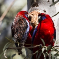 Platycercus elegans (Crimson Rosella) at Acton, ACT - 27 Aug 2016 by AlisonMilton