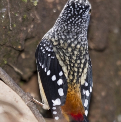 Pardalotus punctatus (Spotted Pardalote) at ANBG - 27 Aug 2016 by AlisonMilton