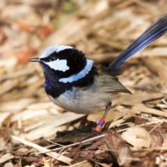 Malurus cyaneus (Superb Fairywren) at Acton, ACT - 27 Aug 2016 by AlisonMilton