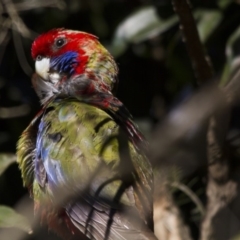 Platycercus elegans (Crimson Rosella) at ANBG - 27 Aug 2016 by Alison Milton