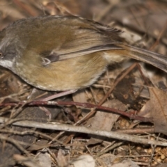 Sericornis frontalis (White-browed Scrubwren) at ANBG - 27 Aug 2016 by Alison Milton