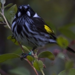 Phylidonyris novaehollandiae (New Holland Honeyeater) at ANBG - 26 Aug 2016 by Alison Milton