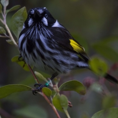 Phylidonyris novaehollandiae (New Holland Honeyeater) at Acton, ACT - 27 Aug 2016 by Alison Milton