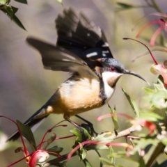 Acanthorhynchus tenuirostris (Eastern Spinebill) at ANBG - 27 Aug 2016 by Alison Milton