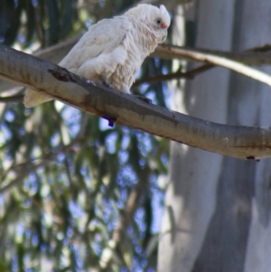 Cacatua sanguinea at Acton, ACT - 23 Nov 2016 03:55 PM