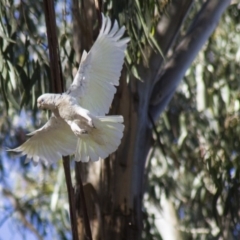 Cacatua sanguinea at Acton, ACT - 23 Nov 2016 03:55 PM