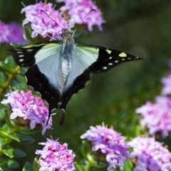 Graphium macleayanum (Macleay's Swallowtail) at Canberra Central, ACT - 26 Nov 2016 by AlisonMilton