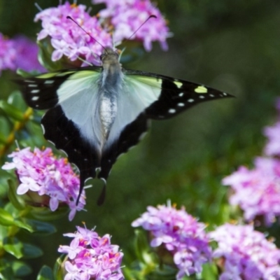 Graphium macleayanum (Macleay's Swallowtail) at ANBG - 26 Nov 2016 by Alison Milton