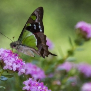 Graphium macleayanum at Canberra Central, ACT - 26 Nov 2016