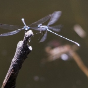 Austrolestes leda at Canberra Central, ACT - 26 Nov 2016