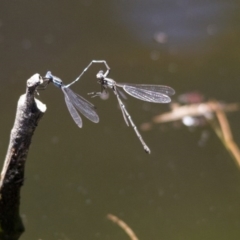 Austrolestes leda at Canberra Central, ACT - 26 Nov 2016