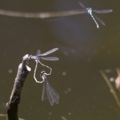 Austrolestes leda at Canberra Central, ACT - 26 Nov 2016