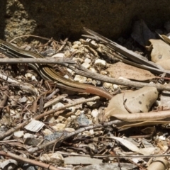 Ctenotus taeniolatus (Copper-tailed Skink) at ANBG - 26 Nov 2016 by AlisonMilton