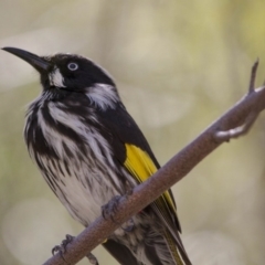 Phylidonyris novaehollandiae (New Holland Honeyeater) at ANBG - 26 Nov 2016 by Alison Milton