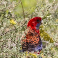 Platycercus elegans (Crimson Rosella) at Acton, ACT - 26 Nov 2016 by Alison Milton