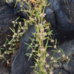 Alternanthera denticulata (Lesser Joyweed) at Point Hut to Tharwa - 7 Mar 2017 by michaelb