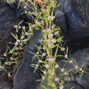 Alternanthera denticulata at Paddys River, ACT - 7 Mar 2017