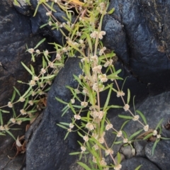 Alternanthera denticulata (Lesser Joyweed) at Paddys River, ACT - 7 Mar 2017 by michaelb