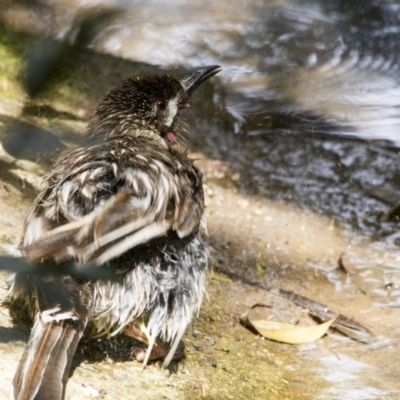 Anthochaera carunculata (Red Wattlebird) at ANBG - 26 Nov 2016 by Alison Milton