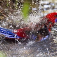 Platycercus elegans (Crimson Rosella) at Acton, ACT - 26 Nov 2016 by Alison Milton