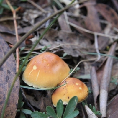 Hypholoma sp. (Hypholoma) at Tennent, ACT - 23 May 2015 by Alison Milton