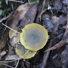 Dermocybe austroveneta (Green Skinhead) at Namadgi National Park - 23 May 2015 by Alison Milton