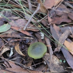 Cortinarius austrovenetus at Tennent, ACT - 23 May 2015