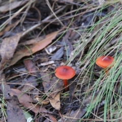 Dermocybe sp. (Dermocybe) at Namadgi National Park - 23 May 2015 by Alison Milton