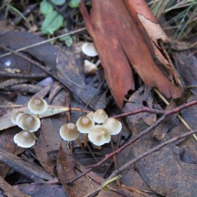 Mycena sp. ‘grey or grey-brown caps’ at Tennent, ACT - 23 May 2015 by Alison Milton