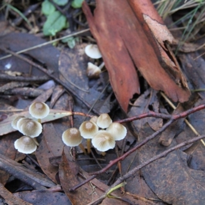 Mycena sp. ‘grey or grey-brown caps’ at Namadgi National Park - 23 May 2015 by Alison Milton