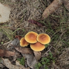 Hypholoma sp. (Hypholoma) at Cotter River, ACT - 17 May 2014 by Alison Milton